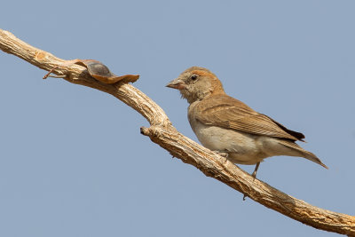 Sahel Bush Sparrow - Kleine Rotsmus - Petit Moineau (m)