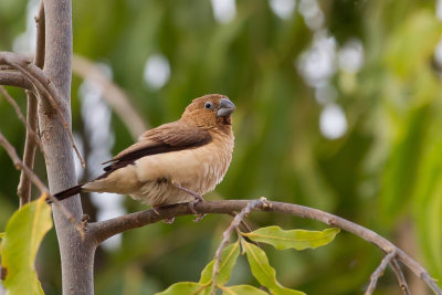 African Silverbill - Zilverbekje - Capucin bec-d'argent