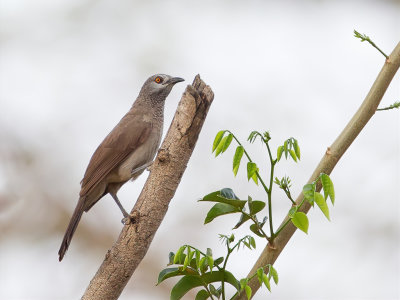 Brown Babbler - Sahelbabbelaar - Cratrope brun