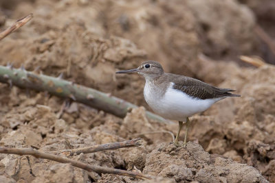 Common Sandpiper - Oeverloper - Chevalier guignette