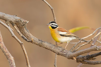 Golden-breasted Bunting - Acaciagors - Bruant  poitrine dore