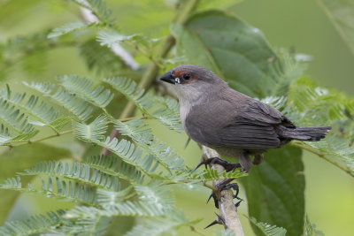 Common Waxbill - Sint-Helenafazantje - Astrild ondulé (j)