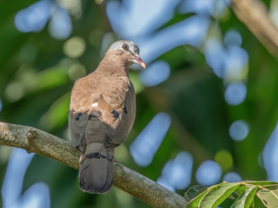 Blue-spotted Wood Dove - Staalvlekduif - Tourtelette amthystine