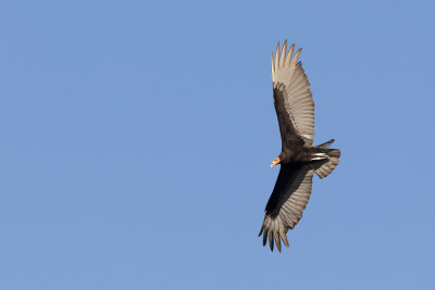Lesser Yellow-headed Vulture - Kleine Geelkopgier - Urubu  tte jaune