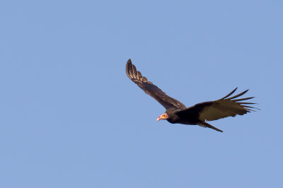 Lesser Yellow-headed Vulture - Kleine Geelkopgier - Urubu  tte jaune