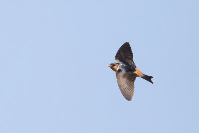Red-throated Cliff Swallow - Roodkeelklifzwaluw - Hirondelle  gorge fauve