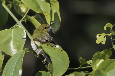 Yellow-browed Camaroptera - Geelbrauwcamaroptera - Camaroptre  sourcils jaunes