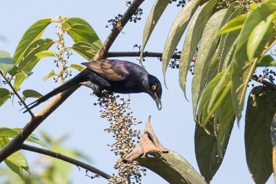 Narrow-tailed Starling - Spitsstaartspreeuw - Choucador  queue troite
