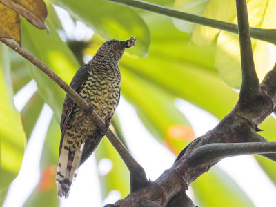 African Emerald Cuckoo - Smaragdkoekoek - Coucou foliotocol (f)