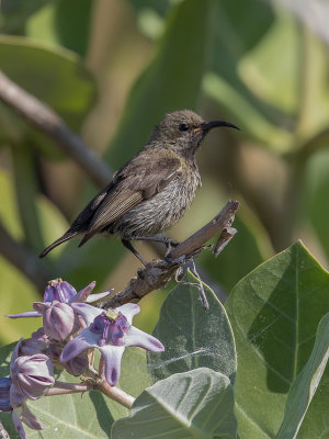 Purple-banded Sunbird - Gewone Purperbandhoningzuiger - Souimanga bifasci (immature male)