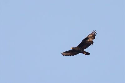 Verreaux's Eagle - Zwarte Arend - Aigle de Verreaux