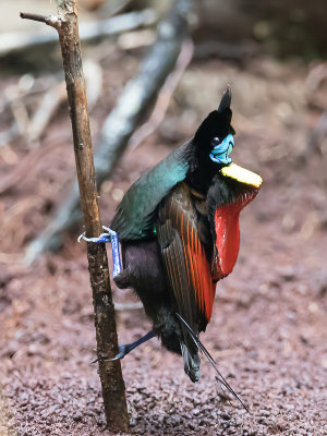 Wilson's Bird-of-paradise - Wilsons Paradijsvogel - Paradisier rpublicain
