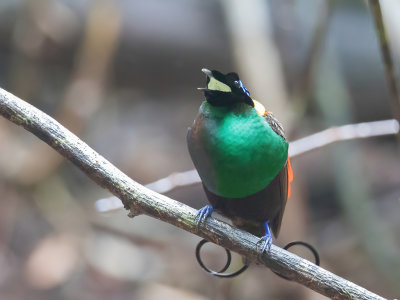 Wilson's Bird-of-paradise - Wilsons Paradijsvogel - Paradisier rpublicain