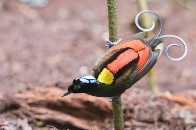 Wilson's Bird-of-paradise - Wilsons Paradijsvogel - Paradisier rpublicain