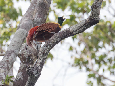 Red Bird-of-paradise - Rode Paradijsvogel - Paradisier rouge (m)