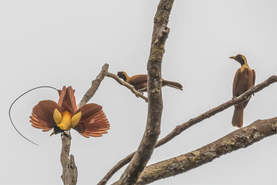 Red Bird-of-paradise - Rode Paradijsvogel - Paradisier rouge (m+f)