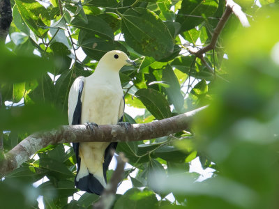 Pied Imperial Pigeon - Bonte Muskaatduif - Carpophage blanc
