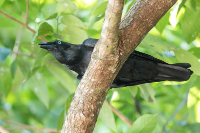 Torresian Crow - Australische Kraai - Corbeau de Torres