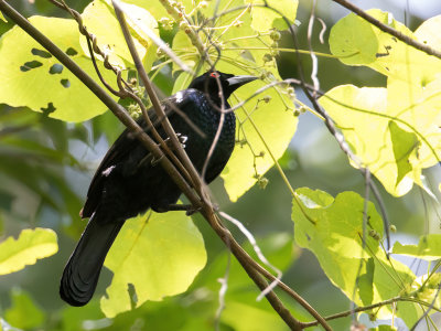 Glossy-mantled Manucode - Glansparadijskraai - Paradisier noir