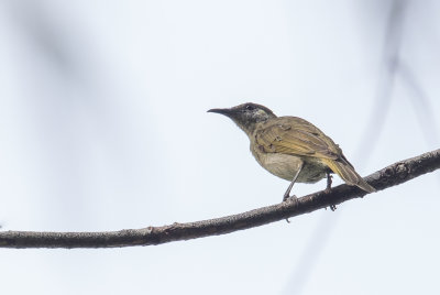 Olive Honeyeater - Zilveroorhoningeter - Mliphage  joues argent