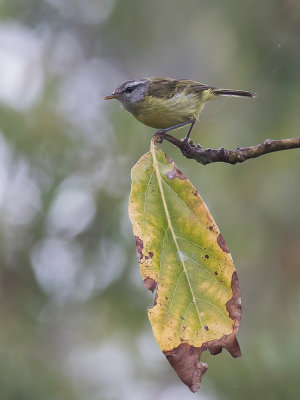 Island Leaf Warbler - Papoeaboszanger - Pouillot des les