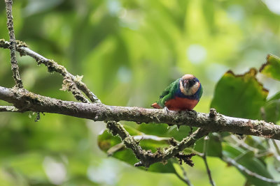 Red-breasted Pygmy Parrot - Bruijns Spechtpapegaai - Micropsitte de Bruijn (m)