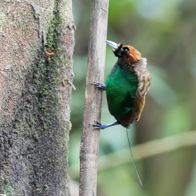 Magnificent Bird-of-paradise - Geelkraagparadijsvogel - Paradisier magnifique