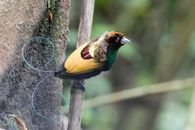Magnificent Bird-of-paradise - Geelkraagparadijsvogel - Paradisier magnifique