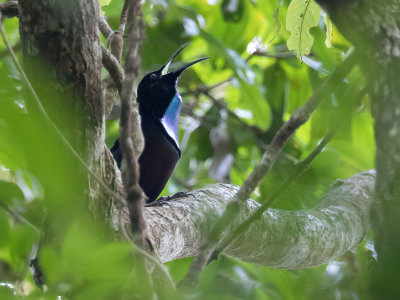 Magnificent Riflebird - Prachtgeweervogel - Paradisier gorge-d'acier (m)