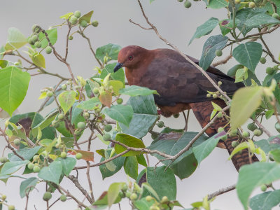 Bar-tailed Cuckoo-Dove - Kleine Gestreepte Koekoeksduif - Phasianelle barre (m)