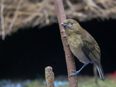 Vogelkop Bowerbird - Bruine Tuiniervogel - Jardinier brun (m)