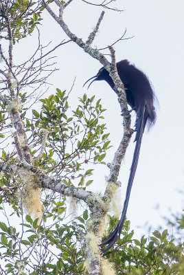 Black Sicklebill - Zwarte Sikkelsnavel - Paradisier fastueux (m)