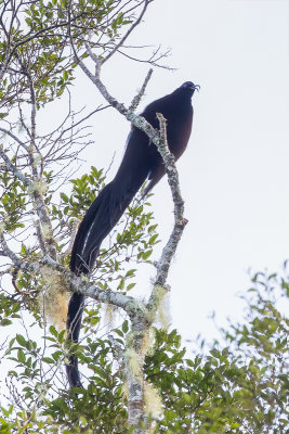 Black Sicklebill - Zwarte Sikkelsnavel - Paradisier fastueux (m)