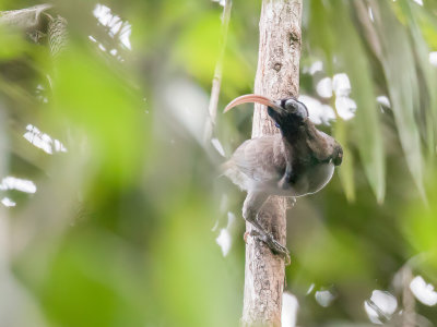 Pale-billed Sicklebill - Bruijns Sikkelsnavel - Paradisier  bec blanc