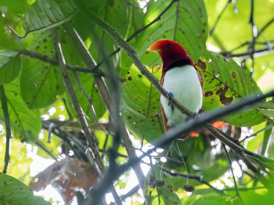 King Bird-of-paradise - Koningsparadijsvogel - Paradisier royal