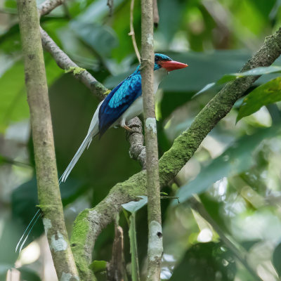Biak Paradise Kingfisher - Biakvlagstaartijsvogel - Martin-chasseur de Biak