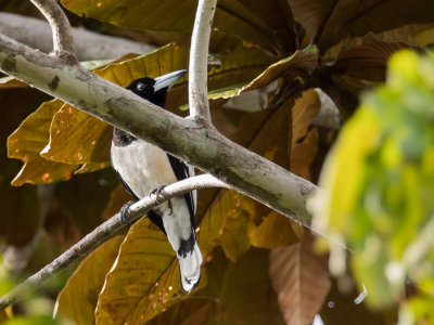 Hooded Butcherbird - Papoeaorgelvogel - Cassican  tte noire