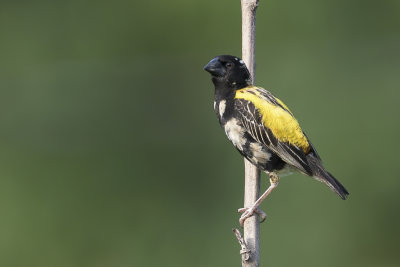 Golden-backed Bishop - Goudrugwever - Euplecte dor (m)