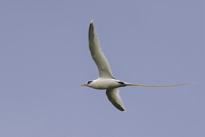 White-tailed Tropicbird - Witstaartkeerkringvogel - Phaton  bec jaune