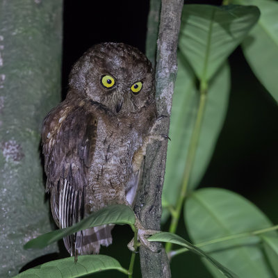 Principe Scops Owl - Petit-duc de Princip