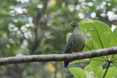 African Green Pigeon - Afrikaanse Papegaaiduif - Colombar  front nu