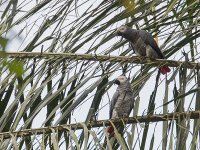 Timneh Parrot - Timnehpapegaai - Perroquet timneh