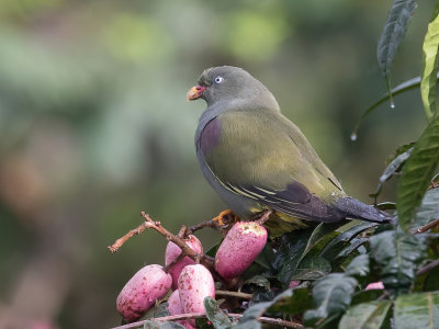 Birds of São Tomé and Principe 2019