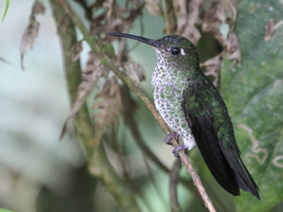 Many-spotted Hummingbird - Druppelkolibrie - Colibri grivel