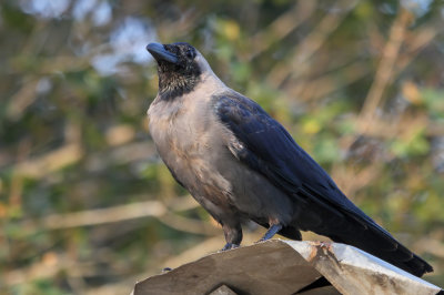House Crow - Huiskraai - Corbeau familier