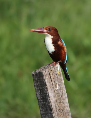 White-throated Kingfisher - Smyrnaijsvogel - Martin-chasseur de Smyrne