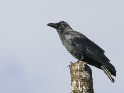 Large-billed Crow - Dikbekkraai - Corbeau  gros bec