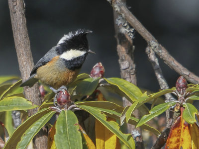 Rufous-vented Tit - Roodbuikmees - Msange cul-roux