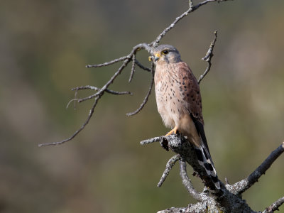 Common Kestrel - Torenvalk - Faucon crcerelle