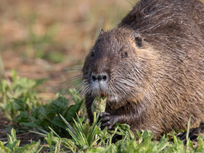 Coypu